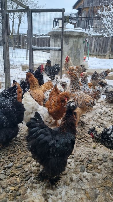 Ouă de moțate barboase încălțate