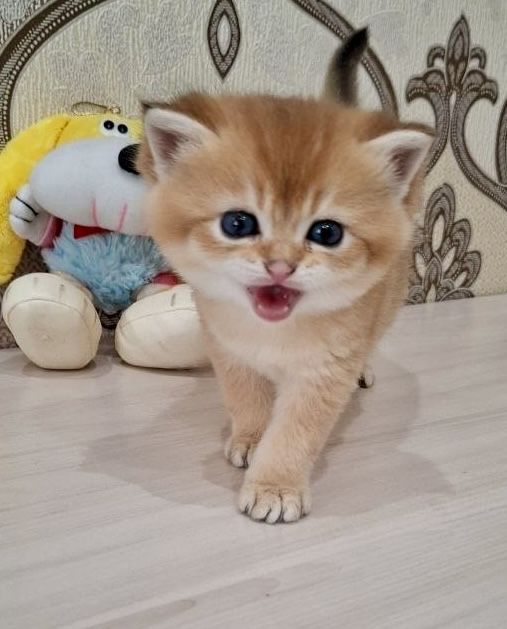 Британские котята золотые шиншиллы