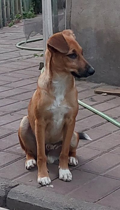 Чудесный шенок. 6 месяцев.