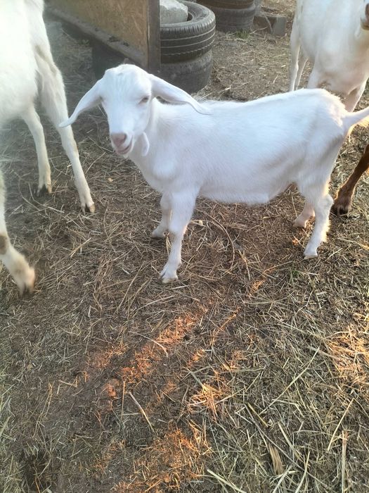 Vând țap de o lună !