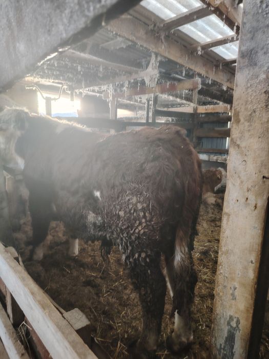 Продам Быка  на племя.