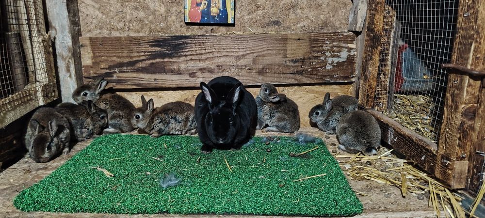 Vand iepuri Rex  Castor pitic/ albastru vienez