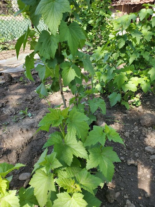 Ежемалина большими кустами