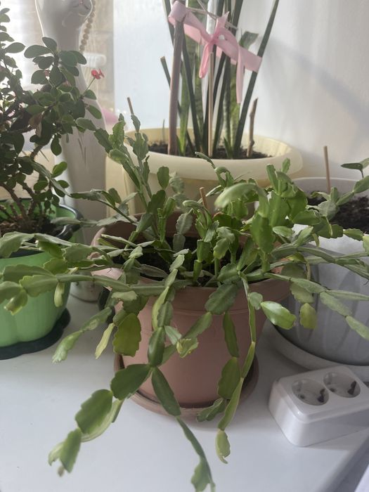 Комнатные цветы Молочай (миля)