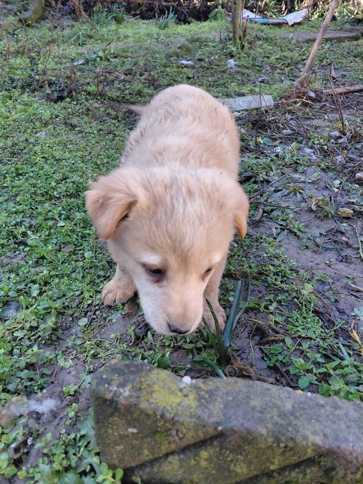 Кученца за подаряване