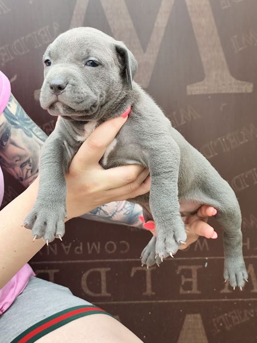 Американско Були Хл American bully Xl ABKC