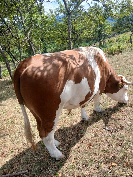 Vand junci 1550 kg