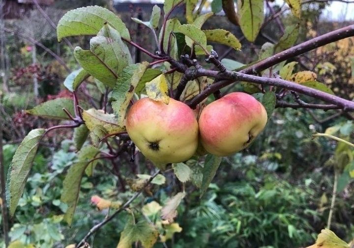 Mar (Soiul Apistar )