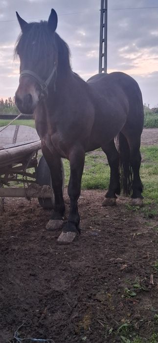 avand sau svhimb manza de 3 ani cu vitei sau vaci