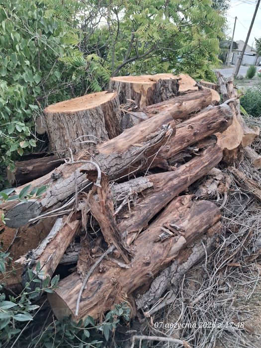 Срочно продам  тополь на дрова.