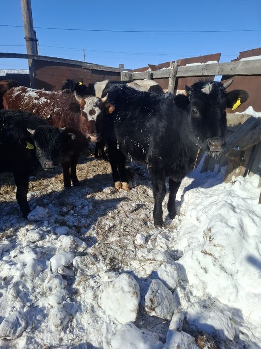 Продам молодняк телки