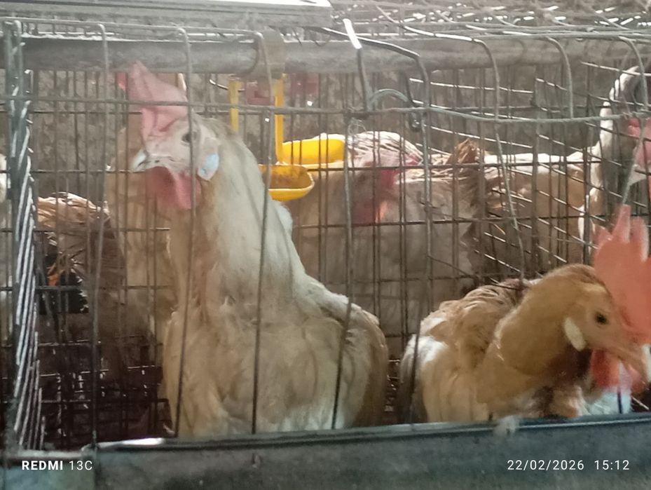 Tuxum yoʼnalishi dagi tovuqlar sotiladi