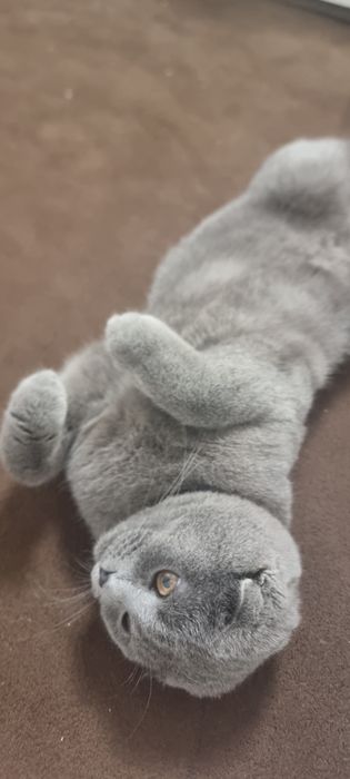 Juda muloyim va sokin xarakterli mushuk