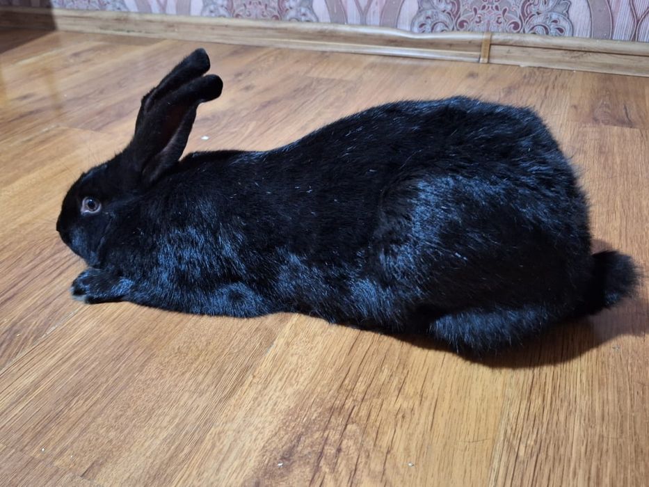 Домашний Қоян таза үйдің қояны