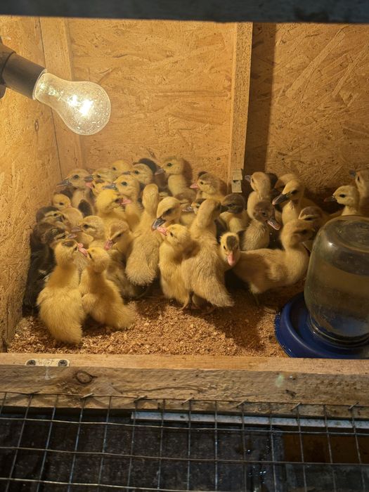 Индоутята индоутки утята