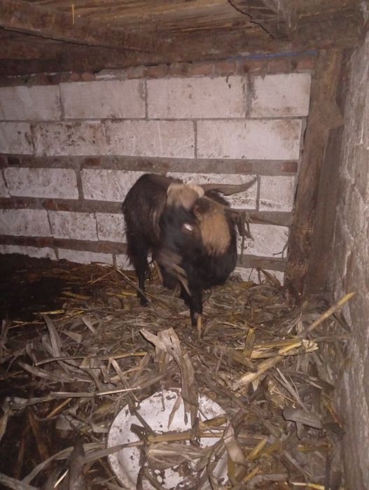 Vând țap alpin francez