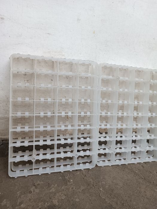 Гоз латоклари бор