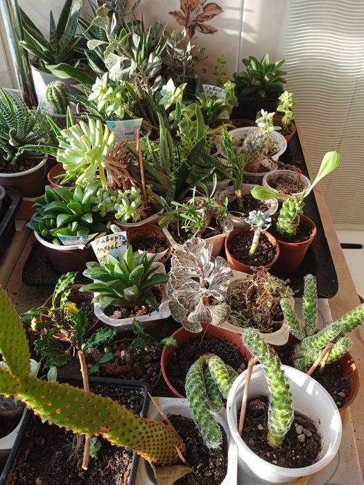 Продаются кактусы