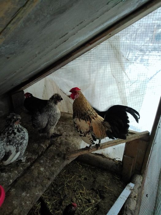 Японча сотилади соглом 100%