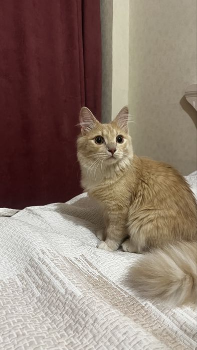 Отдам кота в добрые руки