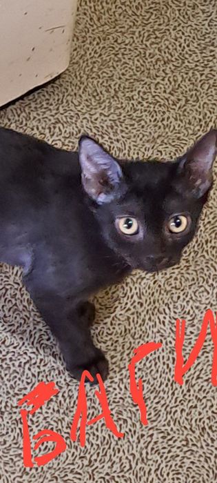 Роздам солнечно рыжых красивых котят!!!