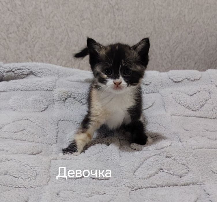 Отдам бесплатно котёнка в добрые руки