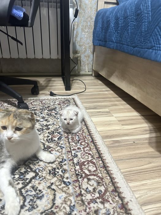 котята  мальчик девочка