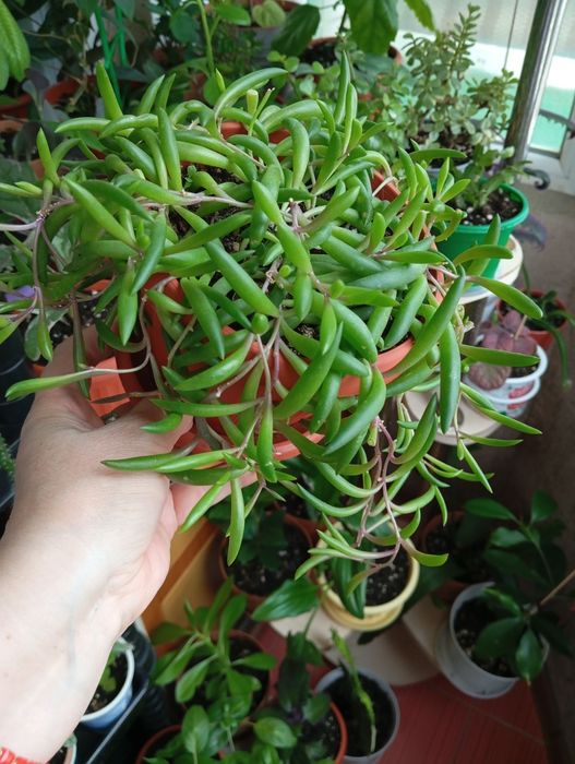 Продам комнатные растения