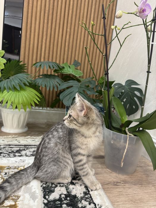 Шотландский котёнок.