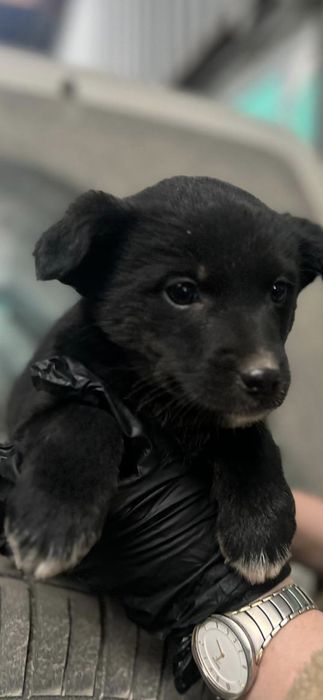 Щенок девочка в хорошие руки