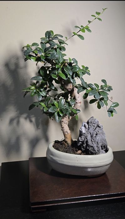 Bonsai Carmona in ghiveci ceramic.