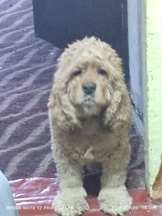 Amerikanskiy spaniel Американский спаниель