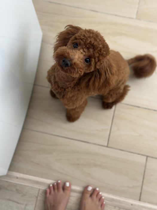 Той пудель Мальчик ищет для связки девочку!