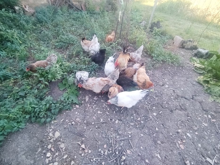 Домашни кокошки с петел