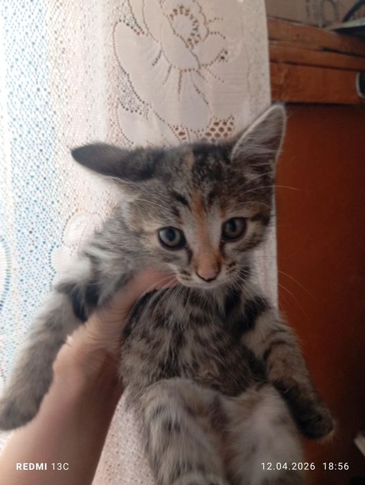 Отдам котят в добрые руки