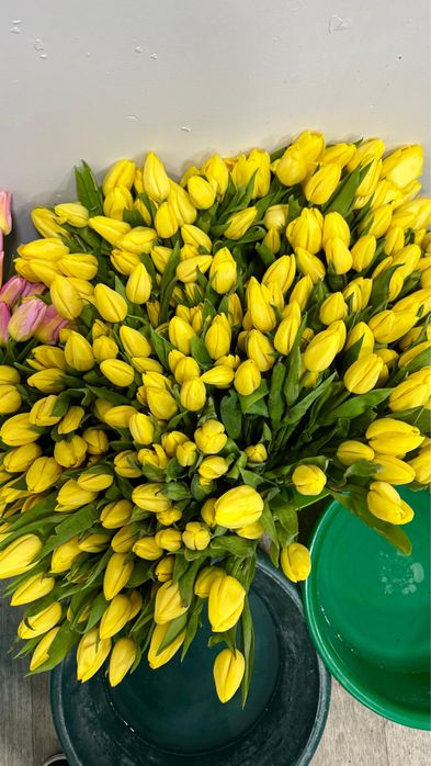 ТЮЛЬПАНЫ 800тг местные 60см