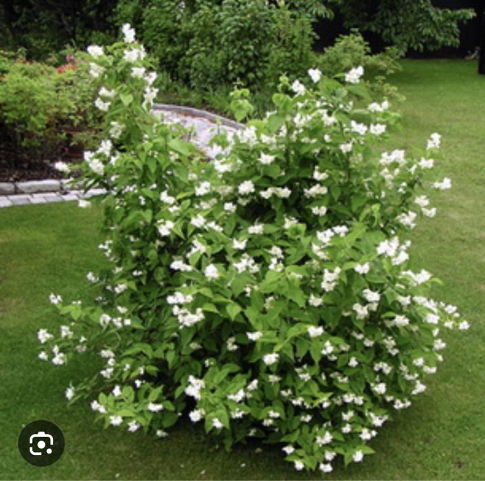 Чубушник Жасмин