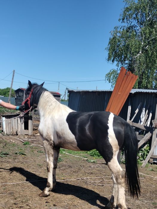 Жеребчик 2,2 года