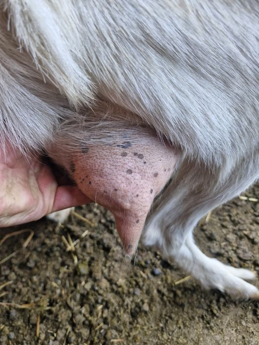 Capra la prima fatare metis cu sanen