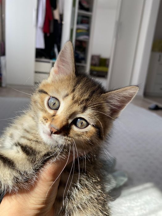 Кошка мальчик отдадим в добрые руки