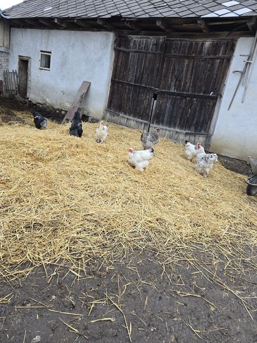 Cocoși/gaini brahma. În Iulie au un an!!