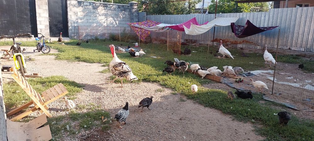 Индюк 2 года еркек самец