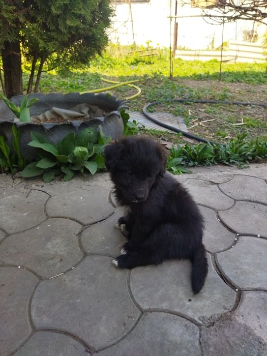 Щенки 4 девочки, 3 мальчика