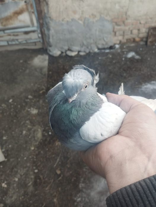 Продам самку 2025 года