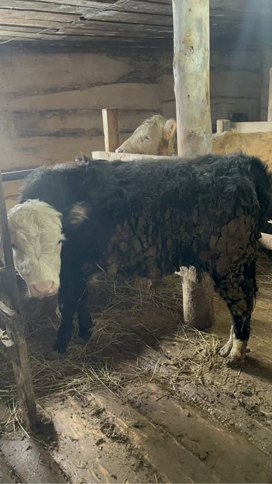 12 бас бұқашық, қашар, бычки