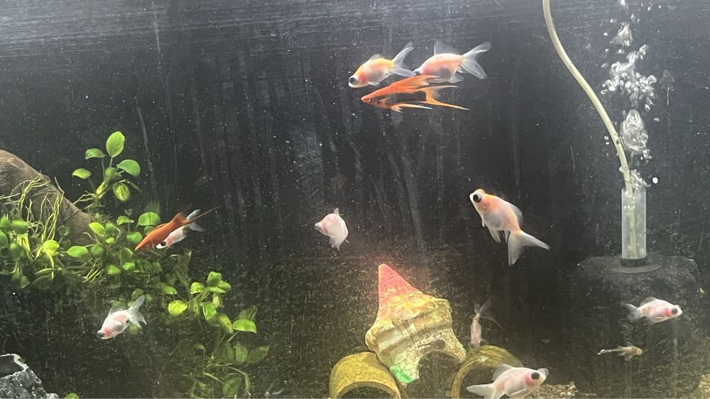 Телескоп белыйе