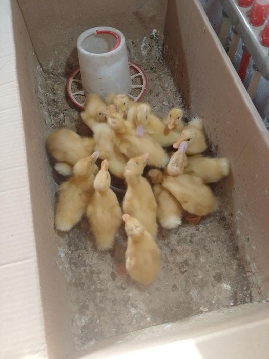 Продам утяты недельный