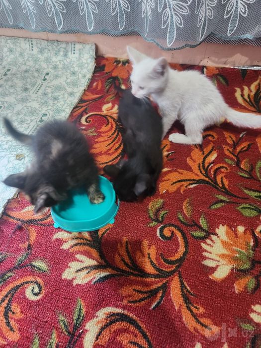 Отдам котят в хорошие руки