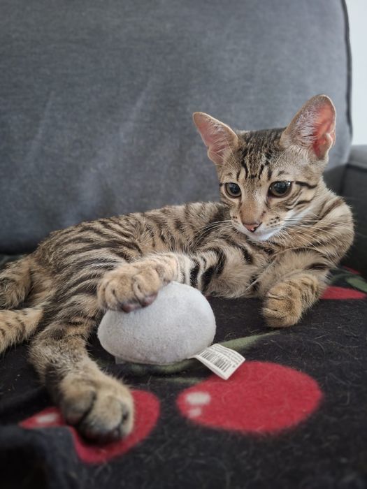 Pui pisică 7 luni • Motănel jucăuș și afectuos • Vaccinat și sociabil • Adopție în București • Numele lui este Achi!