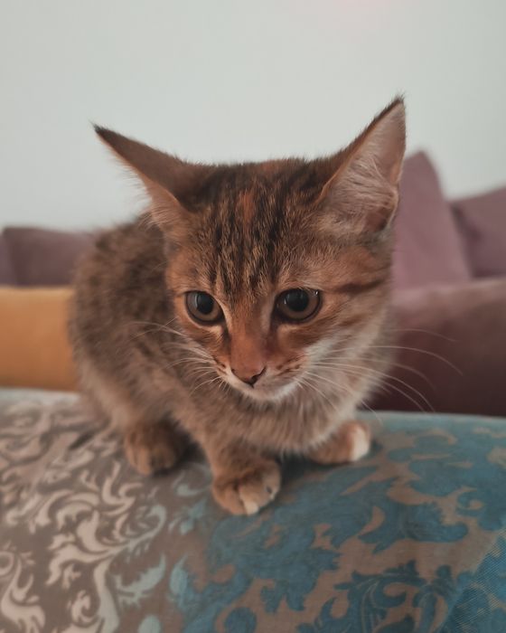 Отдаем в добрые руки котенка девочку